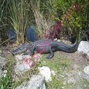 alligator (Oops! image not found)